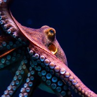 Pazifischer Riesenkrake