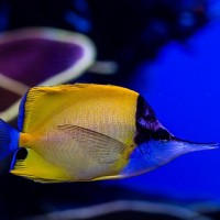 Langmaul Pinzettfisch