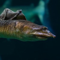 Trionychia (geh&ouml;rt zu den Weichschildkr&ouml;ten)