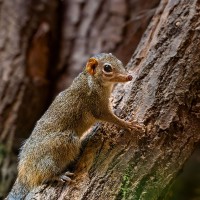 N&ouml;rdliches Spitzh&ouml;rnchen