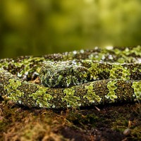 Mangshan Grubenotter