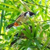 Rotohrb&uuml;lb&uuml;l