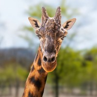 Giraffenm&auml;nnchen