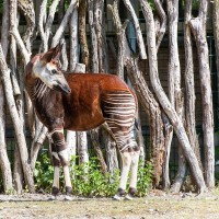 Okapi