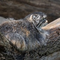 Manul
