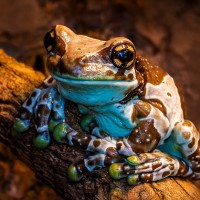 Baumh&ouml;hlen-Kr&ouml;tenlaubfrosch