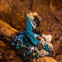 Baumh&ouml;hlen-Kr&ouml;tenlaubfrosch