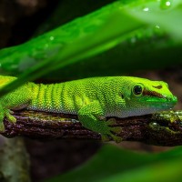 Gro&szlig;er Madagaskar-Taggecko