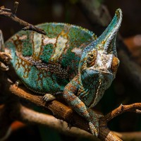 Jemen-Cham&auml;leon