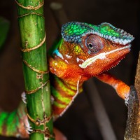 Panther-Cham&auml;leon