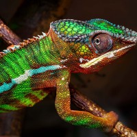 Panther-Cham&auml;leon