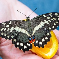 Papilio demodocus, Ritterfalter, Zitrusschwalbenschwanz