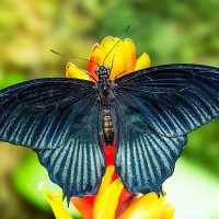 Gro&szlig;er Mormone, Papilio demodocus