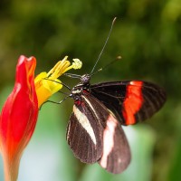 Heliconius erato, Kleiner Kurier