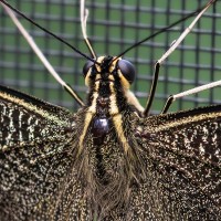 Papilio demodocus, Ritterfalter, Zitrusschwalbenschwanz