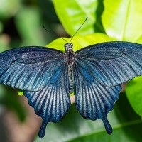Gro&szlig;er Mormone, Papilio demodocus
