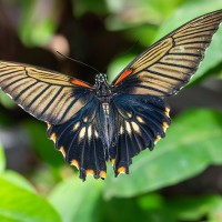 Gro&szlig;er Mormone, Papilio demodocus