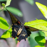 Gro&szlig;er Mormone, Papilio demodocus