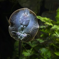 S&uuml;&szlig;wasser-Stechrochen