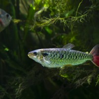 Rotflossen-Raubsalmler