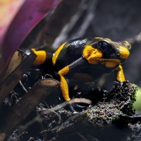 Gelbgeb&auml;nderter Baumsteiger