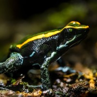 Gestreifter Baumsteiger