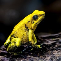 Schrecklicher Pfeilgiftfrosch