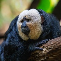 Wei&szlig;gesichtssaki