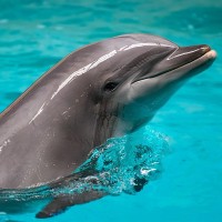 Delphin, Gro&szlig;er T&uuml;mmler