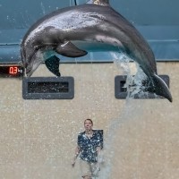 Delphin, Gro&szlig;er T&uuml;mmler