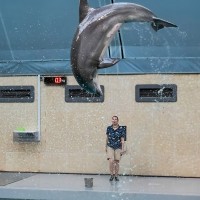 Delphin, Gro&szlig;er T&uuml;mmler