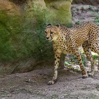 Gepard