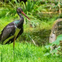 Schwarzstorch