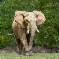 Afrikanischer Elefant