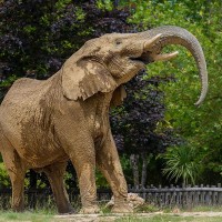 Afrikanischer Elefant