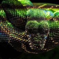 Madagaskar Hundskopf-Boa