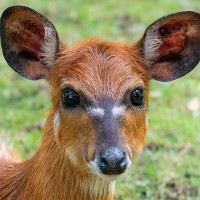 Sitatunga
