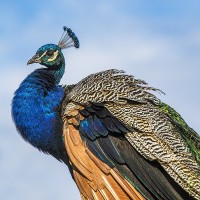 Pfau