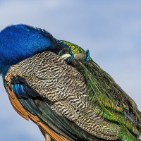Pfau