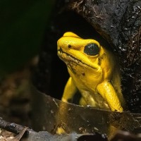 Schrecklicher Pfeilgiftfrosch