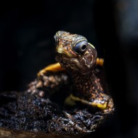 Zackenerdschildkr&ouml;te