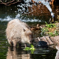 Capybara