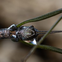 Kopf einer Stabschrecke