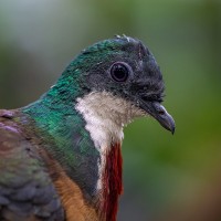 Bartlett-Dolchstichtaube