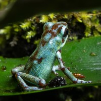 Vincente-Baumsteiger