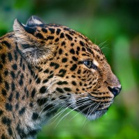 China-Leopard