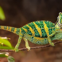 Jemen-Cham&auml;leon