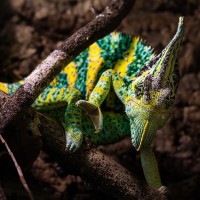 Jemen-Cham&auml;leon