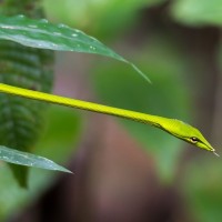 Nasenpeitschennatter