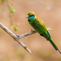 Bronzescheitel Smaragdspint